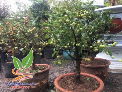 TÁO ĐỎ THÂN LÙN-ĐẸP MẮT DỄ TRỒNG