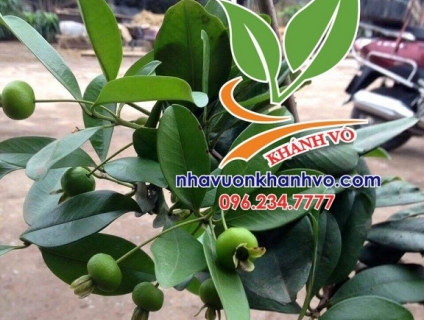 CHERRY BRAZIL NHẬP KHẨU- GIÁ RẼ NHẤT THỊ TRƯỜNG