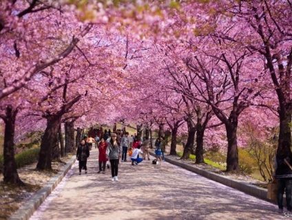 Du xuân xứ sở Hàn Quốc cùng ETV ms Huyền 0966001379