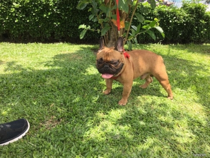 Bull pháp bò mõm sệ 3th