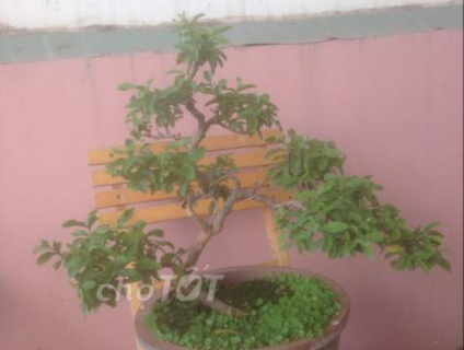 Bonsai chơi tết dành cho mọi người