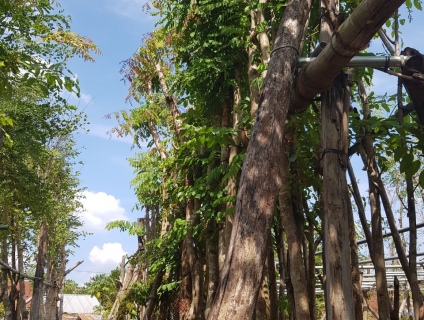 Cây giáng hương giá bao nhiêu tiền ?