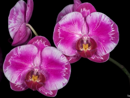 Hoa Lan Hồ Điệp Kết Chậu