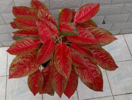 VẠN LỘC ĐỎ , PHÚC LỘC ĐỎ ( Thailand ) Rực Rở Ngày Tết