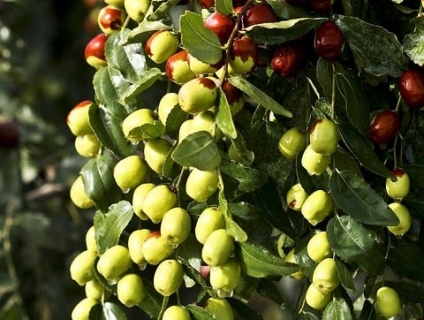 Bán cây giống táo tàu nhập khẩu