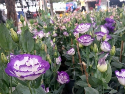 Sỉ hoa tết 2019 - Free ship Vũng Tàu