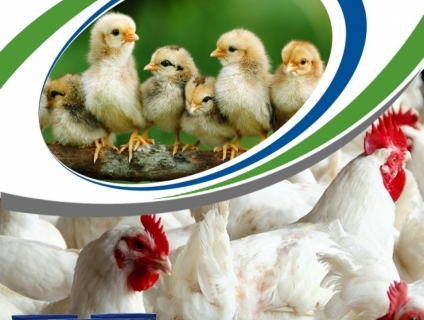 MEN VI SINH NGUYÊN LIỆU BIOONE TRONG THÚ Y, THỦY SẢN & GIA SÚC GIA CẦM