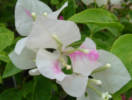 Bán cây hoa giấy bon sai cổ thụ