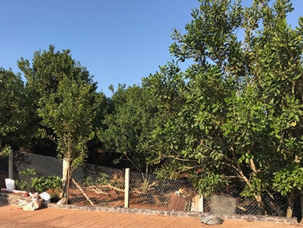 Macca Lâm Đồng loại 1 hàng biếu tết giá sỉ lẻ