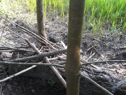 Cần bán : 3 cây Sala cảnh cho ai có nhu cầu