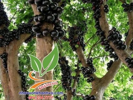Nho thân gỗ giống mới, cây lùn, sai quả, ra trái nhanh!!!