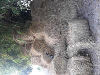 Rơm cuộn an giang giá rẻ