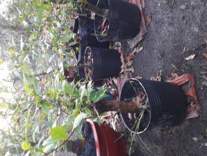 Cần bán: chậu hoa mai đủ loại ở xuân lộc