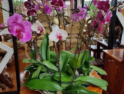 Lan hồ điệp chơi tết trồng tại chùa Làng Tre