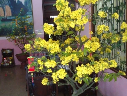 CHUYÊN BÁN MAI VÀNG TẾT - ANH LÂM