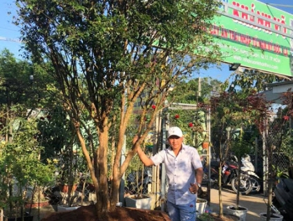 Cây giống nho thân gỗ giống mới, ra hoa sau 24 tháng trồng!