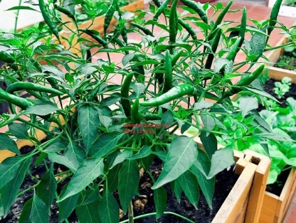 phân trùn quế vườn nuôi 10kg