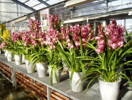 Nơi Bán Hoa Địa Lan Tết 2019 - Bán Sỉ ( Buôn ), Bán lẻ bởi Hoa Tươi 10