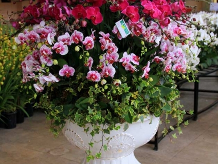 Lan Hồ Điệp Tết 2019 – Cung Cấp, Bán Sỉ, Bán Lẻ Bởi Hoa Lan 1080