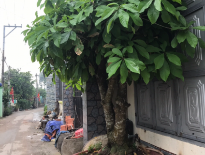 Cần bán gốc lộc vừng đẹp