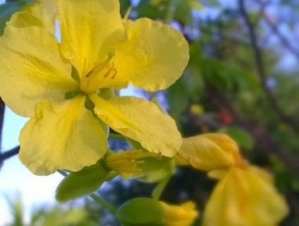 Nhà lớn 539 m², Sổ Hồng Riêng , Chính Chủ.