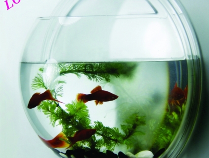 Hồ cá treo tường AQURIUS - 23.5cm