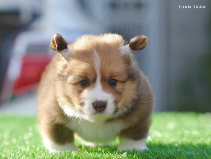 Nhà mới xây , đối diện Vincom