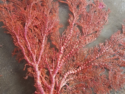 San hô đỏ phong thủy