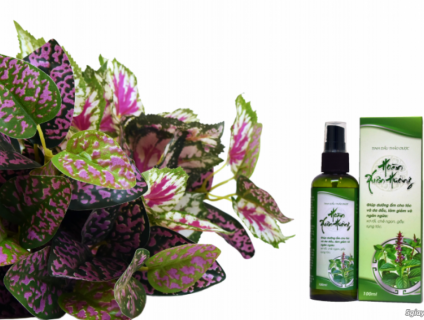 Tinh Dầu Thảo Dược - Hoàn Xuân Hương