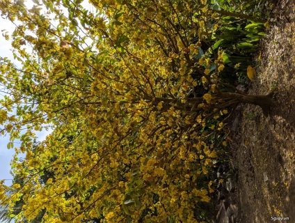 Cây mai vàng 5 cánh tàn lớn, dáng đẹp