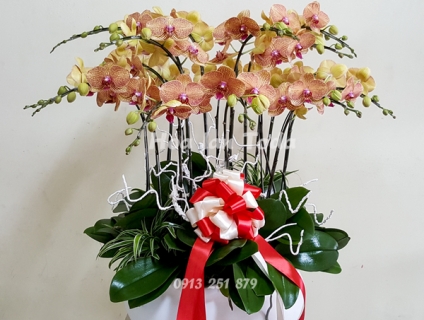 Nên chưng hoa gì ngày tết để mang tài lộc vào nhà