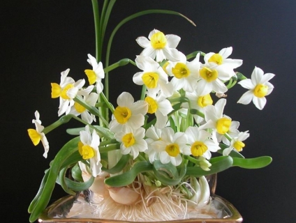 Bán củ hoa Thủy Tiên chất lượng , hoa Thủy Tiên gọt trổ đẹp Tết 2021