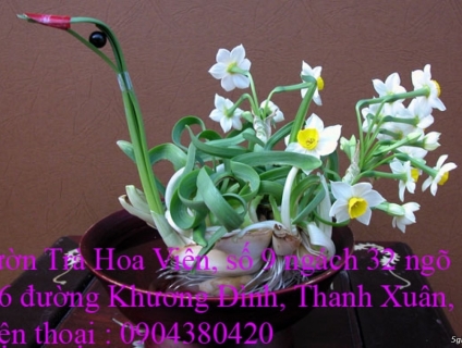 Bán hoa Thủy Tiên đẹp , củ hoa Thủy Tiên nở hoa đón Tết Tân Sửu 2021