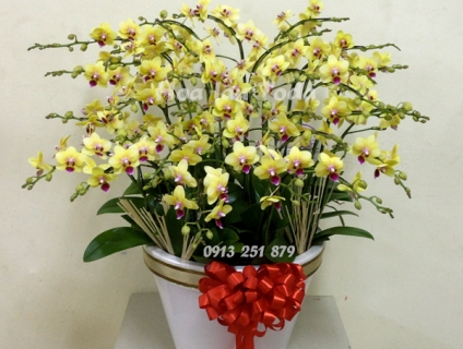 Mách bạn cách lựa chọn chậu hoa lan hồ điệp tết 2021 đẹp chưng tết 202