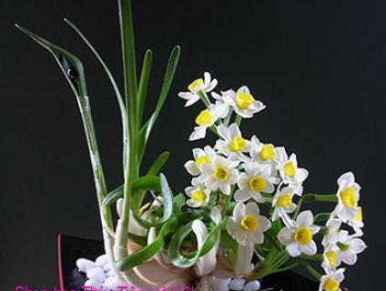 Bán hoa Thủy Tiên nghệ thuật đẹp mắt nở hoa đón Tết Tân Sửu 2021