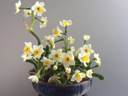 Bán củ hoa Thủy Tiên ,hoa Thủy Tiên gọt trổ nghệ thuật Tết TânSửu 2021