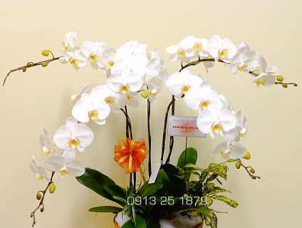 TOP NHỮNG LOẠI HOA TRANG TRÍ TẾT ĐẸP NHẤT NĂM 2021