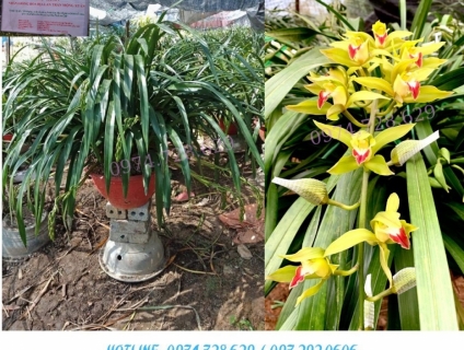 Địa Lan Trần Mộng Xuân mua ở HÀ NỘI