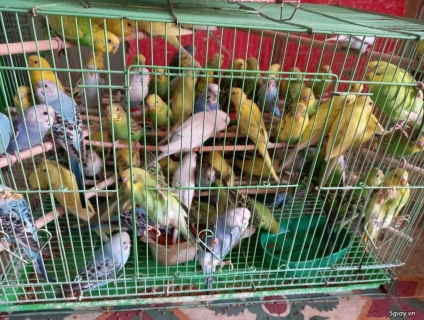 Chim yến phụng đủ màu giá rẻ