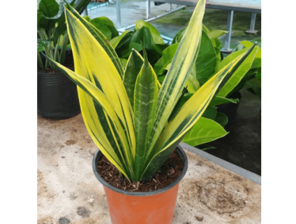 Cách chăm sóc cây xanh văn phòng để cây phát triển tươi tốt