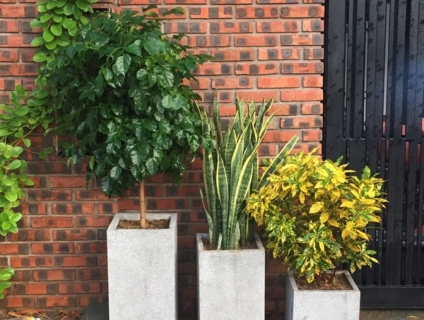 Tết này bạn mua chậu gì về trồng cây?