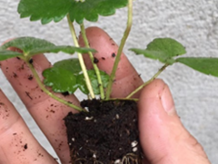 Chuyên cung cấp các loại cây cảnh, túi trữ nước