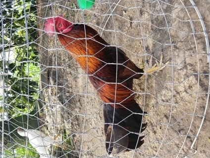 Bán gà đá