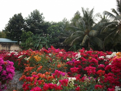 NHÀ VƯỜN BẾN TRE - CUNG CẤP SỈ BÔNG GIẤY TẾT ĐỦ CÁC LOẠI VÀ KÍCH CỠ