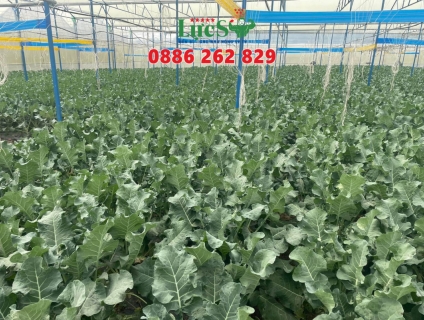 Nhà Kính Trồng Rau | Ưu Và Nhược Điểm Của Loại Nhà Kính Này Là Gì?