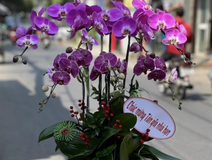 Shop hoa lan hồ điệp HCM chuyên phân phối Lan Hồ Điệp cao cấp giá rẻ
