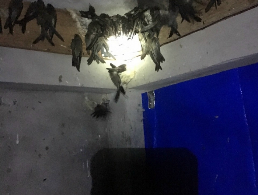 Yến Hưng Phúc - Yến nhà nuôi - đảm bảo chất lượng - giá còn hợp lý