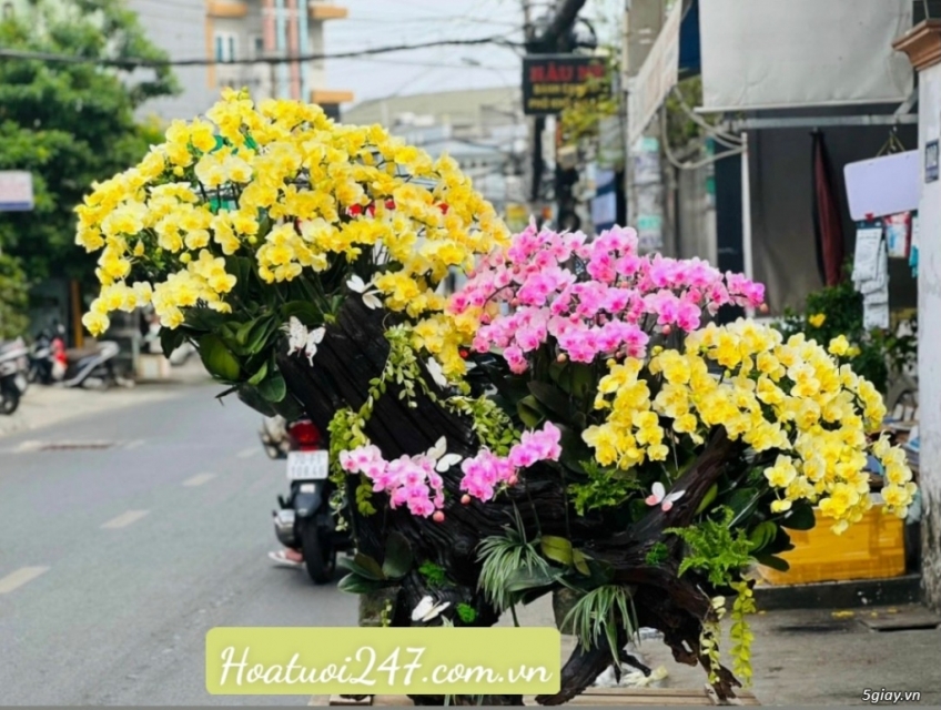 Đặt mua hoa lan cao cấp nhất tphcm tại Shop Lan Hồ Điệp 247