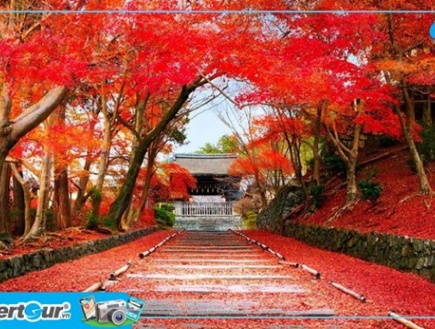 Những địa điểm du lịch mùa lá đỏ Nhật Bản đẹp nhất