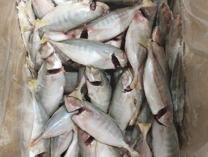 Cần bán cá ngân làm sạch phân phối sỉ